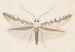 Entomology watercolor Pl142 - George Hudson — artwork view