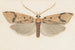 Entomology watercolor Pl143 - George Hudson — artwork view