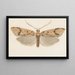 Entomology watercolor Pl143 - George Hudson — framed artwork on a wall