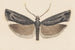 Entomology watercolor Pl146 - George Hudson — artwork view