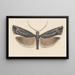 Entomology watercolor Pl146 - George Hudson — framed artwork on a wall