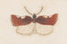Entomology watercolor Pl147 - George Hudson — artwork view