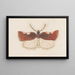 Entomology watercolor Pl147 - George Hudson — framed artwork on a wall