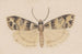 Entomology watercolor Pl148 - George Hudson — artwork view