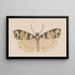 Entomology watercolor Pl148 - George Hudson — framed artwork on a wall