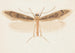 Entomology watercolor Pl150 - George Hudson — artwork view