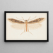 Entomology watercolor Pl150 - George Hudson — framed artwork on a wall