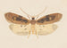 Entomology watercolor Pl151 - George Hudson — artwork view