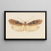 Entomology watercolor Pl151 - George Hudson — framed artwork on a wall