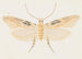 Entomology watercolor Pl153 - George Hudson — artwork view