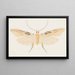 Entomology watercolor Pl153 - George Hudson — framed artwork on a wall