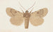 Entomology watercolor Pl154 - George Hudson — artwork view