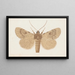 Entomology watercolor Pl154 - George Hudson — framed artwork on a wall
