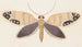 Entomology watercolor Pl157 - George Hudson — artwork view