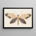Entomology watercolor Pl157 - George Hudson — framed artwork on a wall