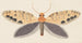 Watercolor entomology Pl158 - George Hudson — artwork view