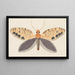 Watercolor entomology Pl158 - George Hudson — framed artwork on a wall