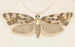 Entomology watercolor Pl159 - George Hudson — artwork view
