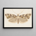 Entomology watercolor Pl159 - George Hudson — framed artwork on a wall
