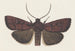 Entomology watercolor Pl160 - George Hudson — artwork view