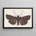 Entomology watercolor Pl160 - George Hudson — framed artwork on a wall