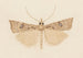 Entomology watercolor Pl162 - George Hudson — artwork view