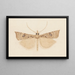 Entomology watercolor Pl162 - George Hudson — framed artwork on a wall