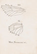 Aquarelle entomologique Pl164 - George Hudson — artwork view