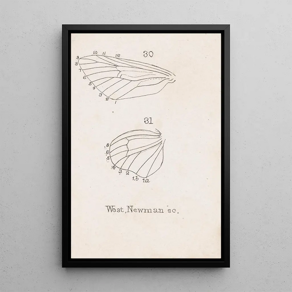 Aquarelle entomologique Pl164 - George Hudson — framed artwork on a wall