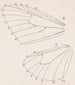 watercolor entomology Pl165 - George Hudson — artwork view