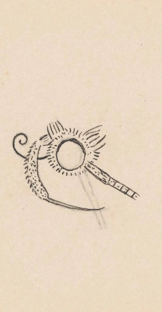 George Hudson - Entomology watercolour Pl166.webp