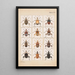 Hand-painted original painting for Fragments of New Zealand entomology Plate XIV - George Hudson — framed artwork on a wall