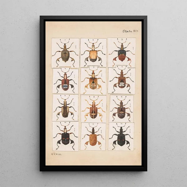 Hand-painted original painting for Fragments of New Zealand entomology Plate XIV - George Hudson — framed artwork on a wall