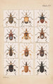 Hand-painted original painting for Fragments of New Zealand entomology Plate XIV - George Hudson — artwork view