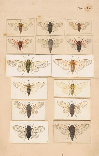 George Hudson - Original hand painted plate for Fragments of New Zealand Entomology Plate XV.webp