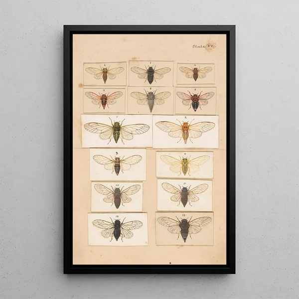 Hand-painted original painting for Fragments of New Zealand entomology Plate XV - George Hudson — framed artwork on a wall