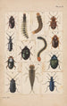 the original hand-painted painting for Beetles of New Zealand Plate II - George Hudson — artwork view
