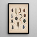 the original hand-painted painting for Beetles of New Zealand Plate II - George Hudson — framed artwork on a wall