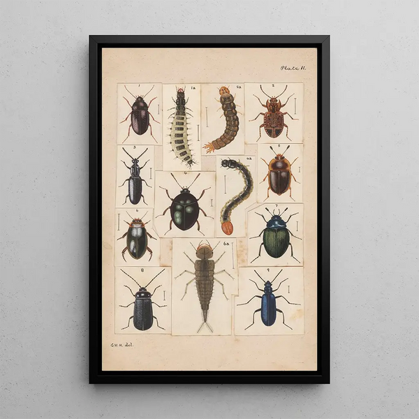 the original hand-painted painting for Beetles of New Zealand Plate II - George Hudson — framed artwork on a wall