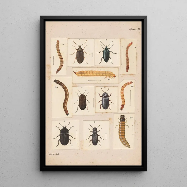 Hand-painted original plate for Beetles of New Zealand Plate IX - George Hudson — framed artwork on a wall