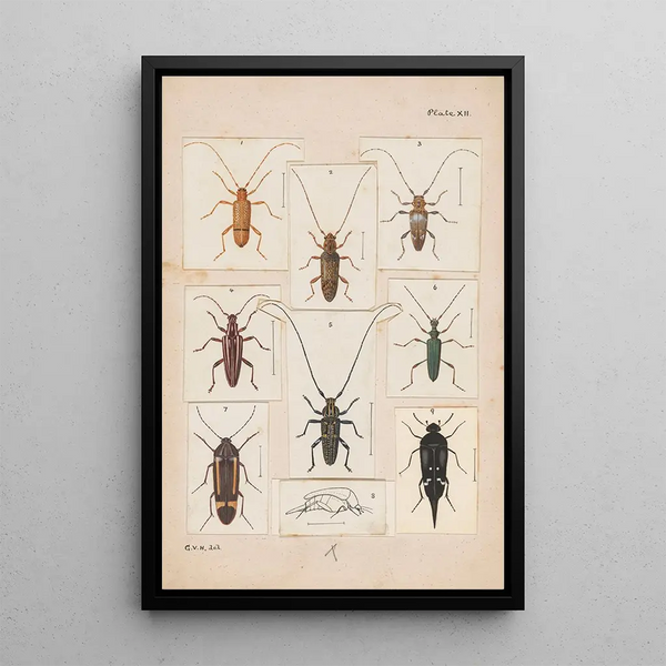 Hand-painted original plate for Beetles of New Zealand Plate XII - George Hudson — framed artwork on a wall