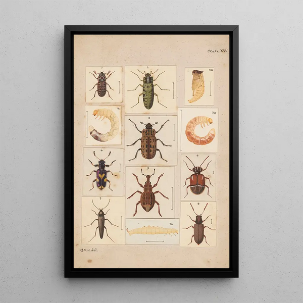 Hand-painted original painting for New Zealand Beetles Plate XVI - George Hudson — framed artwork on a wall