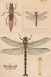 Hand-painted original painting for New Zealand Neuroptera Plate II - George Hudson — artwork view