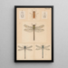 Hand-painted original painting for New Zealand Neuroptera Plate III - George Hudson — framed artwork on a wall