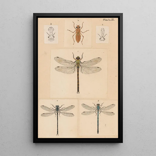 Hand-painted original painting for New Zealand Neuroptera Plate III - George Hudson — framed artwork on a wall