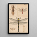 Hand-painted original painting for New Zealand Neuroptera Plate II - George Hudson — framed artwork on a wall