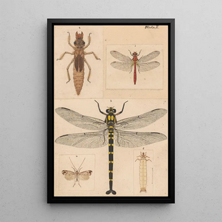 George Hudson - Original hand painted plate for New Zealand Neuroptera Plate II.webp