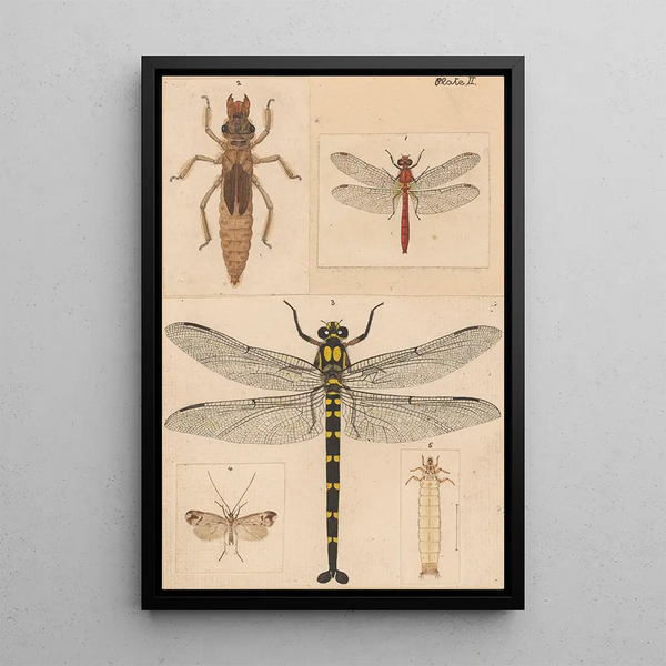 Hand-painted original painting for New Zealand Neuroptera Plate II - George Hudson — framed artwork on a wall