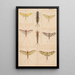 Hand-painted original painting for New Zealand Neuroptera Plate V - George Hudson — framed artwork on a wall