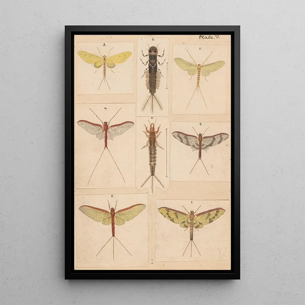 Hand-painted original painting for New Zealand Neuroptera Plate V - George Hudson — framed artwork on a wall